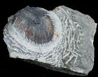 Bargain Thysanopeltis Trilobite #6918-3